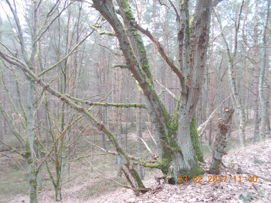 winoujście-23.02.2017-068.jpg
