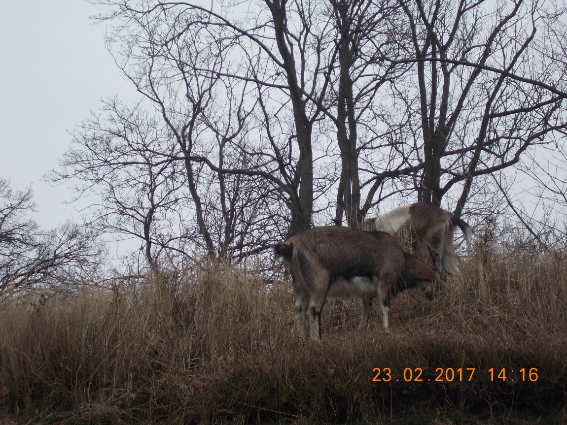 winoujście-23.02.2017-212-1.jpg